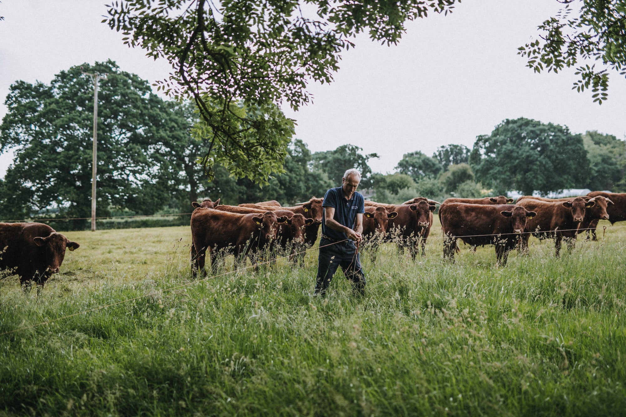 Red Ruby Cattle, Cullompton Pipers Farm