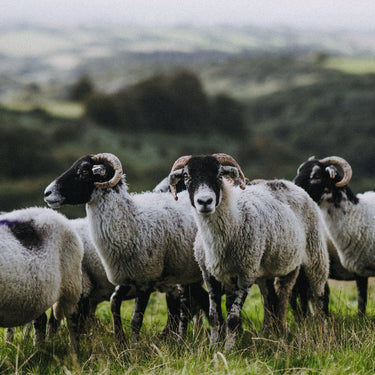 Lamb, Hogget or Mutton? What's the difference?
