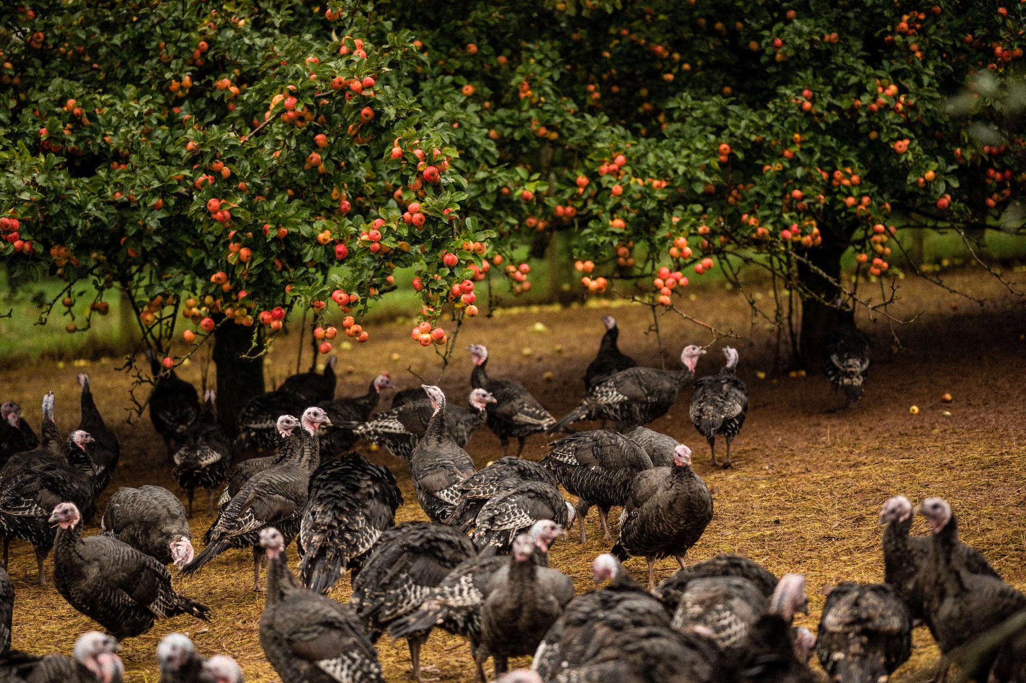 Free Range Bronze Turkey Wings – Pipers Farm