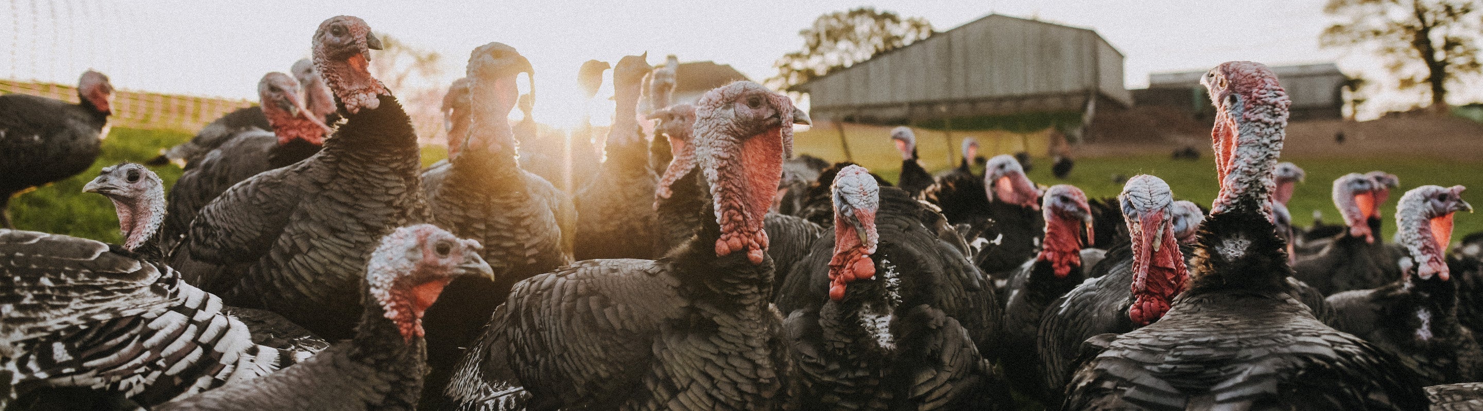 Free Range Bronze Turkey Wings – Pipers Farm