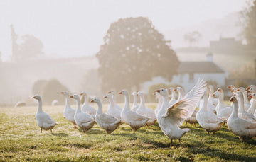 Buy Free Range Goose from Pipers Farm.