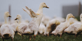 Why you Should Buy Free Range Duck