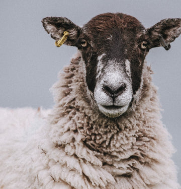 The True Cost of Wool