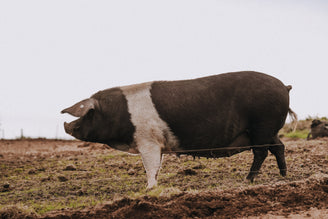 The Vanishing Pig: What's Happened to our Native Breeds?