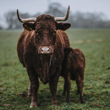 What's the Beef with Eating Meat?