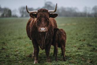 What's the Beef with Eating Meat?