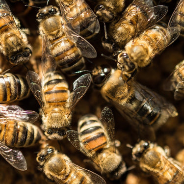 5 Things you Can Do to Save Bees