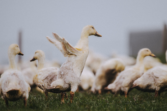 Why you Should Buy Free Range Duck