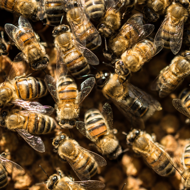 5 Things you Can Do to Save Bees