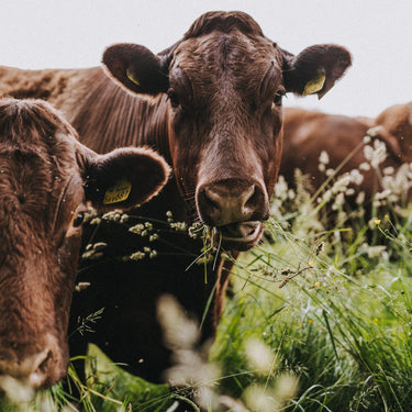 How Grass Fed Beef Can Save Us All