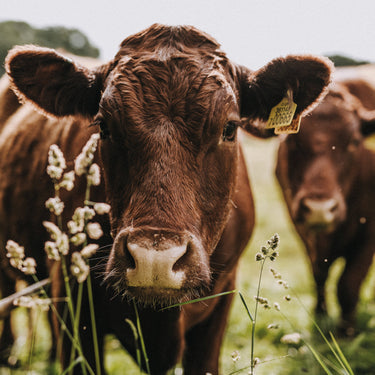 Why ‘Grass-Fed’ Really Means Better.