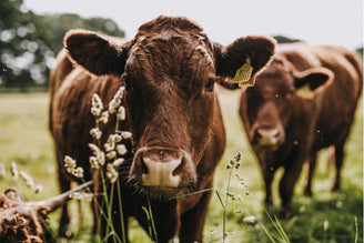 Why ‘Grass-Fed’ Really Means Better.