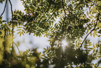 Savouring the Solstice - A Celebration of Light, Land and Local Food