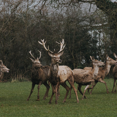 Wild, Farmed or Parkland? How to Choose Venison this Season