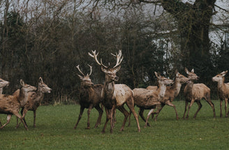 Wild, Farmed or Parkland? How to Choose Venison this Season