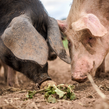 Let Them Eat, Waste!