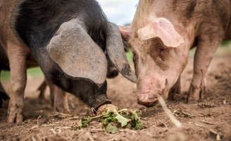 Let Them Eat, Waste!