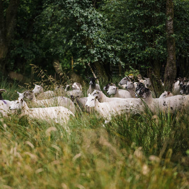 Forgotten Foods: Mutton