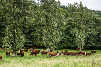 Red Ruby & Hereford Cattle, Taunton