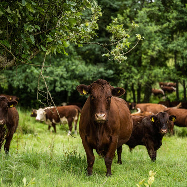 Dairy, Beef, Methane & the Missing Ingredient: Nuance