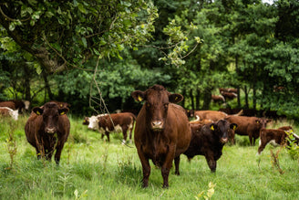 Dairy, Beef, Methane & the Missing Ingredient: Nuance
