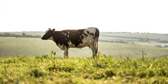 Hollis Mead Organic Dairy - available at Pipers Farm