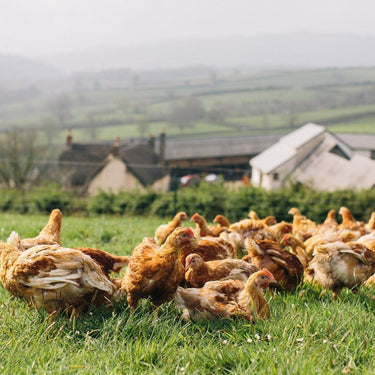 Chicken, What a Waste