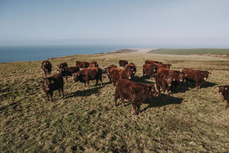 Red Ruby Cattle, Bude