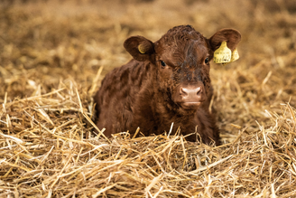 Pipers Farm | Farm To Fork Process of our Native Breed Slow Reared High Welfare Grass Fed Beef