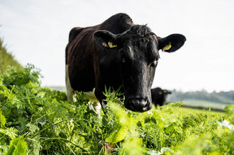 A cow at Hollis Mead Dairy in a field.