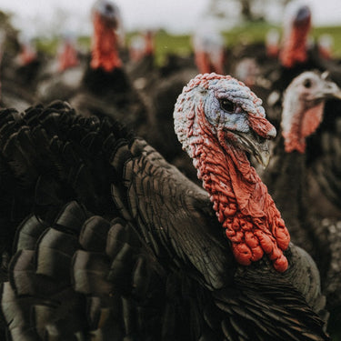 The Future of Food: Why Small Farms Matter in a Big Food System. Especially at Christmas