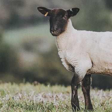 Grass Fed Lamb & Mutton