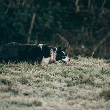 A farmer's dog in a field.