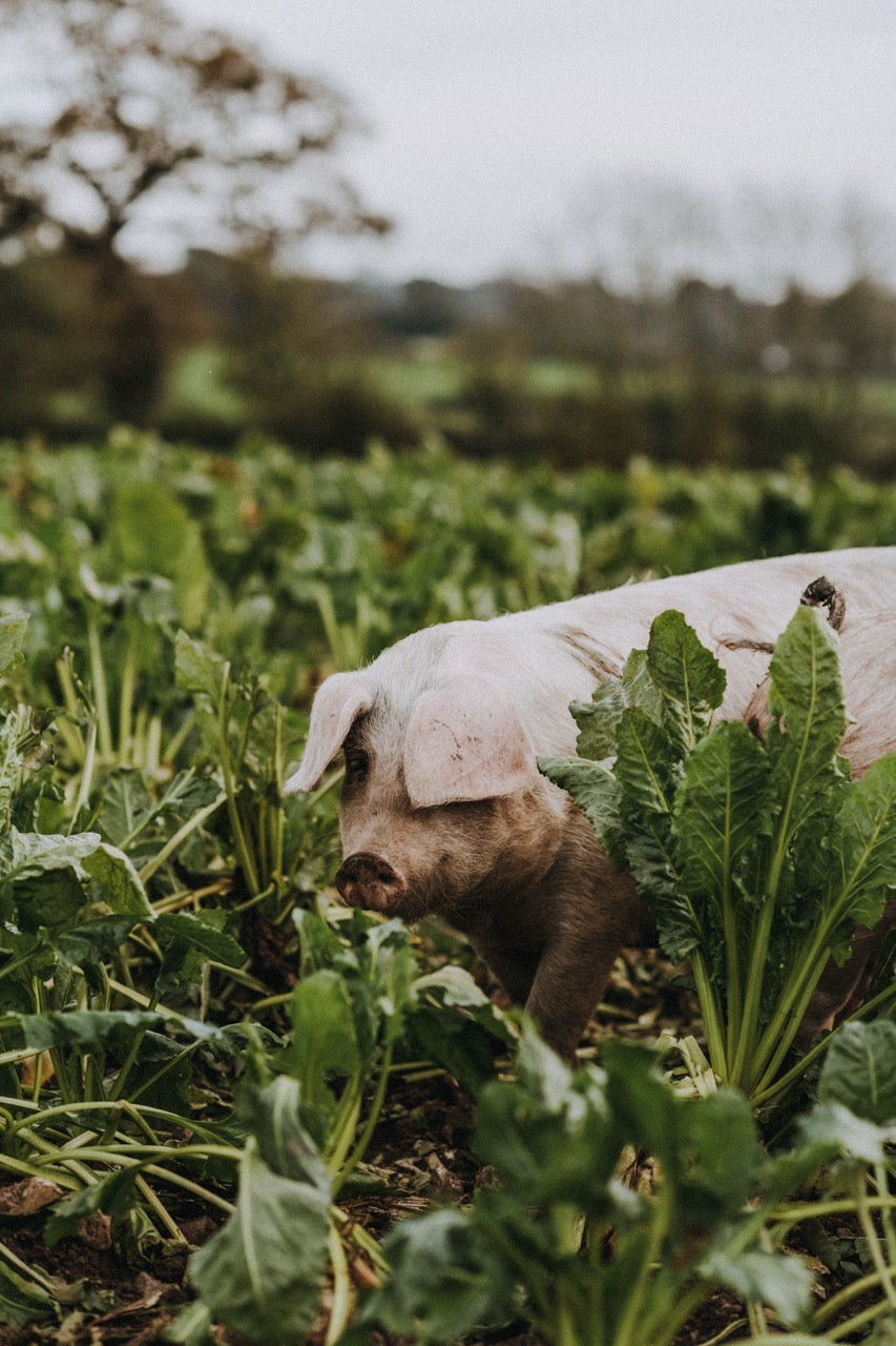 Free Range Native Breed Pork