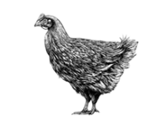 Extra image for Properly Free Range Chicken