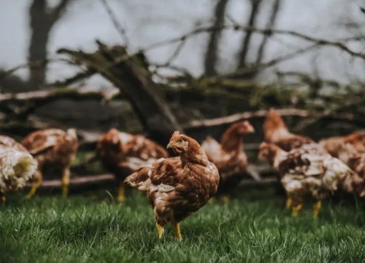 Properly Free Range Chicken Mince - Properly Free Range Chicken