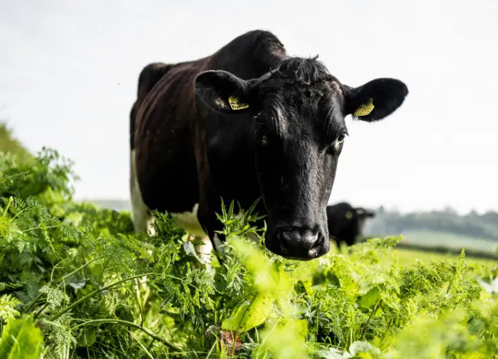 Riverford Dairy, Organic Grass Fed Semi Skimmed Milk - Sustainable Dairy