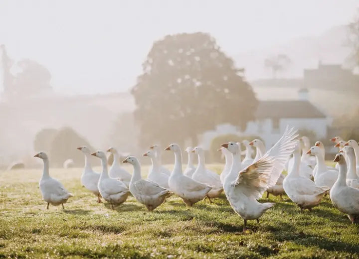 Free Range Goose Breast - Slow Grown & Naturally Raised