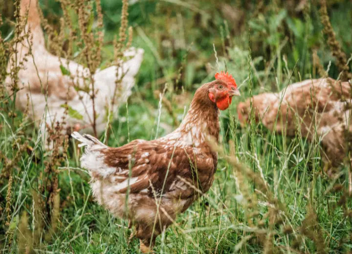 Natural Chicken Sausages - Properly Free Range