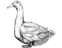 Extra image for Free Range Goose