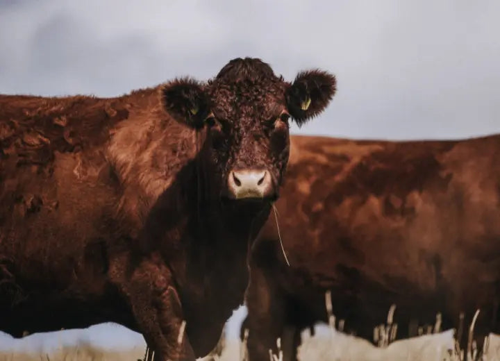 Grass Fed Beef Fillet Steak - How Grass Fed Beef Can Save Us All