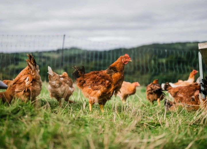 100% Properly Pastured Whole Chicken - What is the diet of your Pastured Chicken?