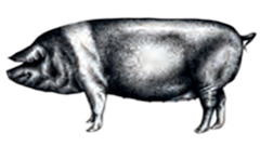 Extra image for Free Range Native Breed Pork