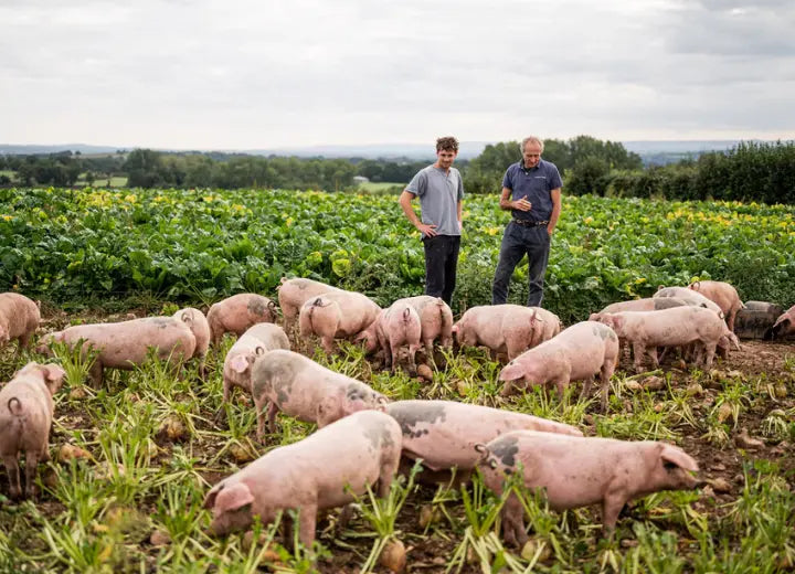 Native Breed Pigs Cheek - How We Rear Our Native Breed Pigs