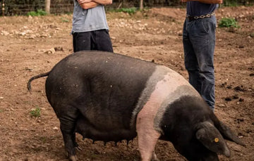 A Native Breed Pig | Pipers Farm Ethical Sustainable Farming in Harmony With Nature | Free Range Pork Delivered Direct To Your Door