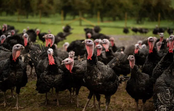 A flock of properly free range turkeys