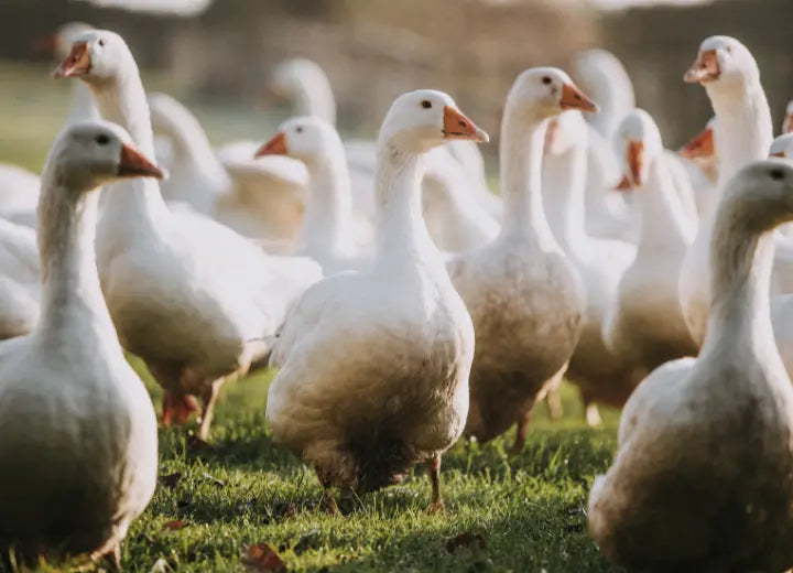 Properly Free Range Whole Goose - The Story of the Christmas Goose