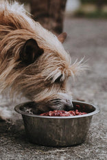 A dog eating raw beef dog food from a metal bowl.