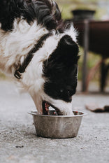 A dog eating raw lamb dog food from a metal bowl.