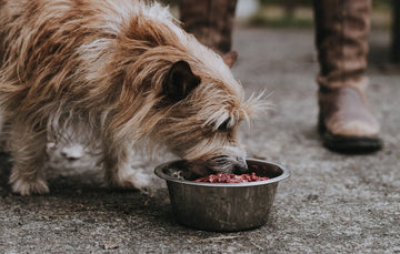 A dog eating Raw Venison Dog Food from a metal bowl.